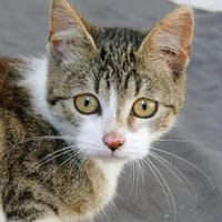 Katzenkind Joucy, Katze zur Adoption