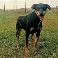 Amy ist ein Familienhund, Hündin zur Adoption