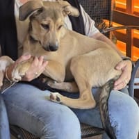 Cali sucht Spielgefährten, Hund zur Adoption
