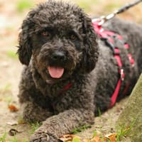ANFRAGESTOPP!!!, Hündin zur Adoption