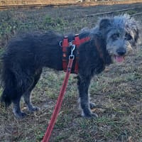 Roza, liebe Hündin sucht neues Zuhause, Hündin zur Adoption