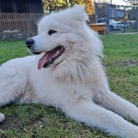 Dauerpflegestelle gesucht!!, Hund zur Adoption