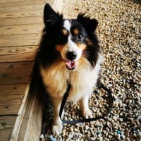 Teddy, noch sehr ängstlich, Hund zur Adoption