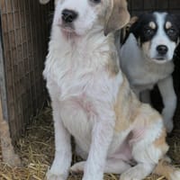 liebe Karla sucht, Hündin zur Adoption