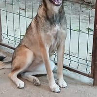EMILIA - sucht Familienanschluss, Hündin zur Adoption