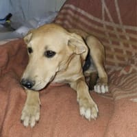 Toller Nicki sucht ein Körbchen, Hund zur Adoption