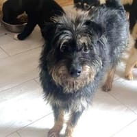 PERCY - sanftes Kerlchen, Hund zur Adoption