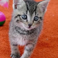 Katzenkind Lisbeth, Katze zur Adoption