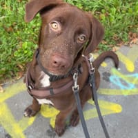 Theo sucht ein Zuhause, Hund zur Adoption