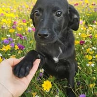 Lucuis ❤so süß, Hund zur Adoption