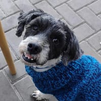 Bezaubernder kleiner Fritzi sucht ...., Hund zur Adoption