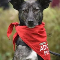 Allegra ist so lebensfroh und sanftmütig, Hündin zur Adoption