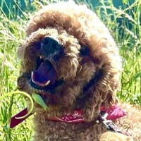 Apuca in 38448 Wolfsburg, Hund zur Adoption