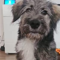 Knopfauge Cedric sucht dich!, Hund zur Adoption