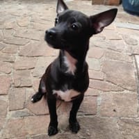 Süßer Dobby möchte eine Familie, Hund zur Adoption