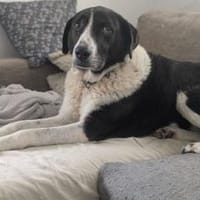 Grace sucht ihr Für-Immer-Zuhause, Hündin zur Adoption