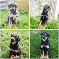 Supersüße Mischlingswelpen suchen ..., Hund zur Adoption