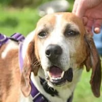 ROMEO  was für ein trauriger Anblick, Hund zur Adoption