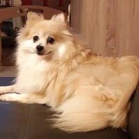 Conny in 27478 Cuxhaven #, Hündin zur Adoption