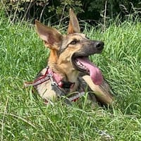 🐾 Bella  Schäferhund-Mix sucht Sie, Hündin zur Adoption