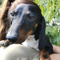 Mira in 34471 Volkmarsen, Hündin zur Adoption