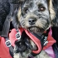Yorki Baby Felix  in 34471 Volkmarsen, Hund zur Adoption