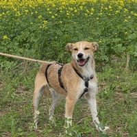Jago - sucht Geborgenheit, Hund zur Adoption