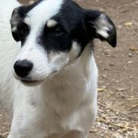 Flush wünscht sich ein Zuhause, Hund zur Adoption