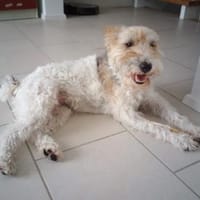 Cory, Foxterrier-Mix, sucht ein Zuhause, Hündin zur Adoption