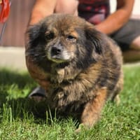 Milo, ein knuffiges Zwerglein, Hund zur Adoption