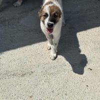 Piran sucht seine Weggefährten, Hund zur Adoption