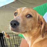 ORETTO - ein toller Kerl, Hund zur Adoption