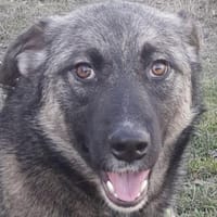 Freundliche ROSE sucht ihre Menschen!, Hündin zur Adoption