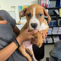 ANATOLE, chien à adopter
