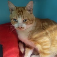 Riri, chat à adopter