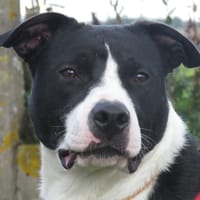 MANNY, chien à adopter