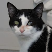 Giles, chat à adopter