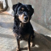 GASTON, chien à adopter