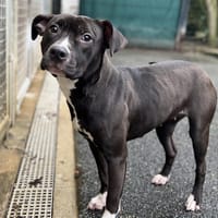 LATTE VAA, chienne à adopter