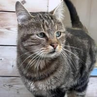 Ornicar, chat à adopter