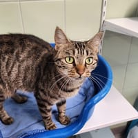 GAÏA, chatte à adopter