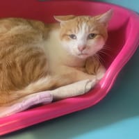 Cri Cri, chat à adopter