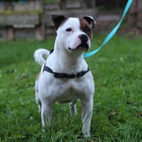 Tykon, chien à adopter