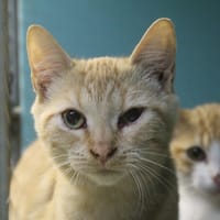 apple, chatte à adopter