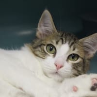 AMARANTHE, chatte à adopter