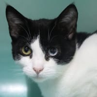 atchoum, chatte à adopter