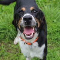 ajex, chien à adopter
