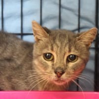 jade, chatte à adopter