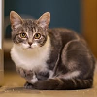 MIMINA, chatte à adopter