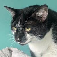 LOULOU, chat à adopter